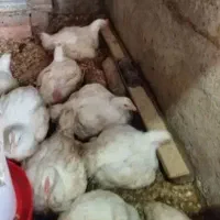 شاگرد *مرغفروشی*
