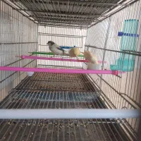 جوجه قناری معاوضه با سهره مست خوب