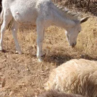 کور الاغ نر