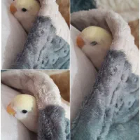 کوتوله برزیلی