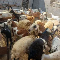 کهر گیسه بز خود بندرعباس با قصابی رایگان|حیوانات مزرعه|بندرعباس, |دیوار