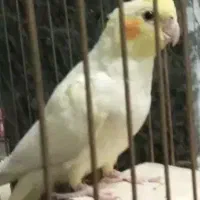 یه عدد عروس هلندی گمشده