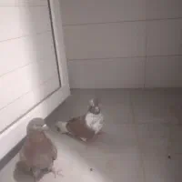 کبوتر|پرنده|خمینی‌شهر, |دیوار