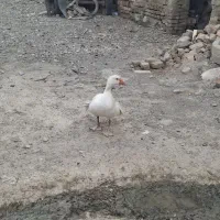 دوتا غاز نر و ماده