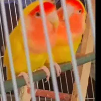 یگ جفت کوتوله خاص