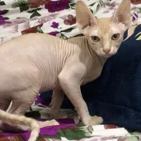 توله گربه اسفینکس (sphynx)|گربه|بابل, |دیوار