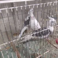 جفتهای مولداصلاح نژادارمنستانی تضمینی آیهان|پرنده|خوی, |دیوار