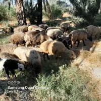 ۱۹راس میش بره دار و آبستن داشتی|حیوانات مزرعه|جره و بالاده, |دیوار