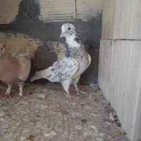 فروشی|پرنده|سیرجان, |دیوار