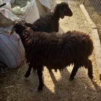 ۲راس بره نر افشار قزل