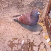 کفتر|پرنده|قوچان, |دیوار