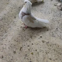 کبوتر نوک قنار رنگی|پرنده|چهاردانگه (تهران), |دیوار