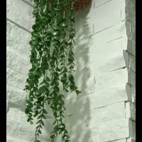 محصولات از تولید به مصرف|صنایع دستی و سایر لوازم تزئینی|بیرجند, |دیوار