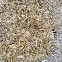 ذرت علوفه ای وکیوم