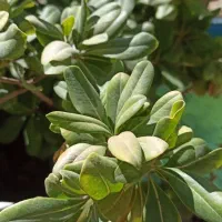 یک سگ پیدا شده