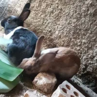 خرگوش|موش و خرگوش|آق قلا, |دیوار