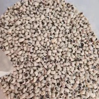 لوبیا چشم بلبلی محلی