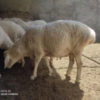 بره|حیوانات مزرعه|مود, |دیوار