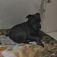 سگ گمشده کنکورسو پیتبول در بابل|حیوانات|بابل, |دیوار