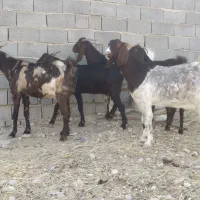 ۵راس سالاربزدورگ تالی آبستن سه ماهه