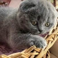 گربه دو‌ماهه اسکاتیش اصیل سالم