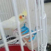 طوطی عروس