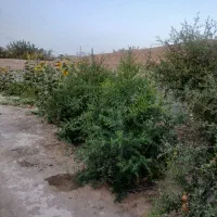 زمین-باغی-در-شهرستانک