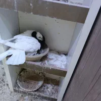 کفتر طوقی با جوجه|پرنده|ماهدشت, |دیوار