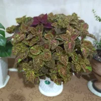 گل وگلدان|گل و گیاه طبیعی|بانه, |دیوار