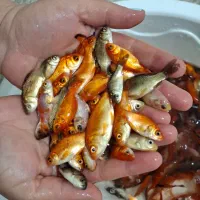 ماهی قرمز|ماهی|بجنورد, |دیوار