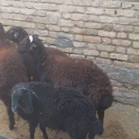 4عدد بر نر ریز