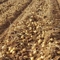 سیب زمینی سانته (سانتا)403