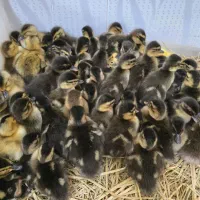 جوجه اردک محلی