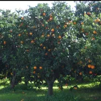 فروش قطعه زمین کترا حبیب آباد