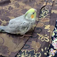 فروش عروس هلندی
