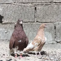 کفتر شهری و...|پرنده|ارژن, |دیوار