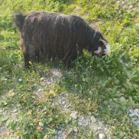 بزغاله|حیوانات مزرعه|اندیمشک, |دیوار