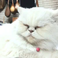 گربه پرشین کت سوپر فلت