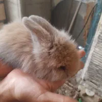 بچه خرگوش لوپ