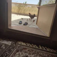 خروس