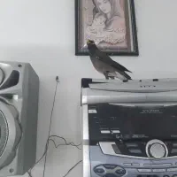 مرغ مینا|پرنده|همدان, |دیوار