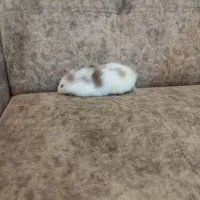 همستر ماده|موش و خرگوش|خرمشهر, |دیوار