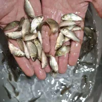 طلایی کپور کوهان دار