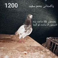 کبوتر پاکستانی چتری دم سفید سرور طوقی حراج آبشورک|پرنده|بندرعباس, |دیوار
