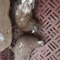 کفتر شیرازی