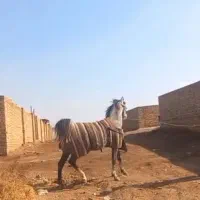 اسب مادیان کرد اصیل