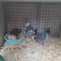 ۱۰تا کبوتر استثنایی همه خال