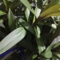 گل های اپارتمانی|گل و گیاه طبیعی|سیرجان, |دیوار