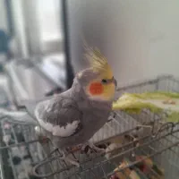 عروس هلندی سخنگو