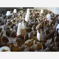 تخم.بلدرچین جوجه بلدرچین بلدرچین بالغ|حیوانات مزرعه|زاهدان, |دیوار